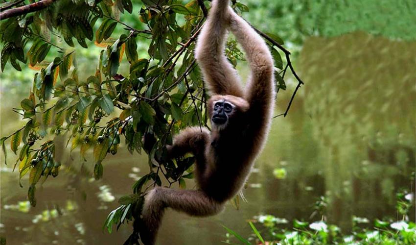 Selbagre Hoolock Gibbon Reserve 