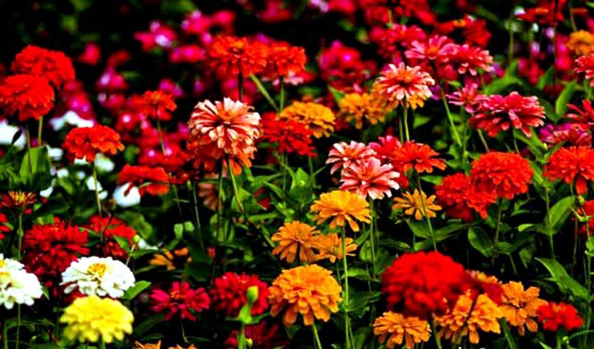 Flower Show Festival