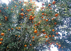 NOKREK NATIONAL PARK