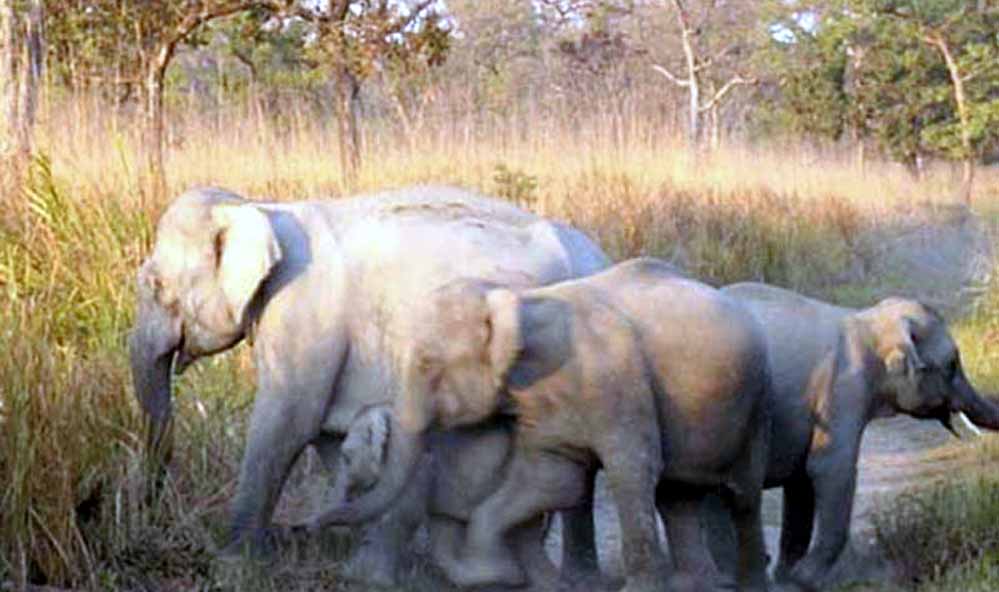 BALPAKRAM NATIONAL PARK