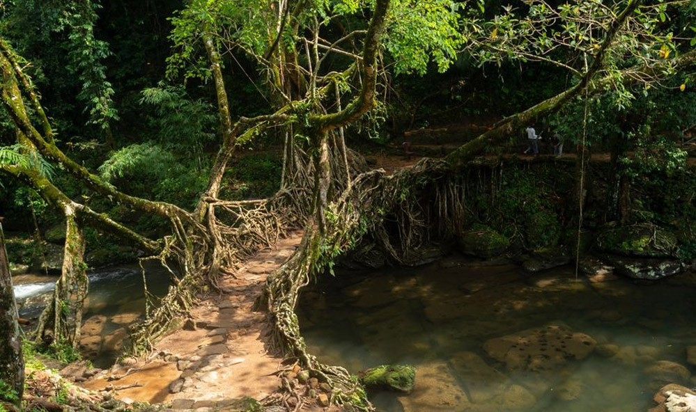 Living Root Bridges