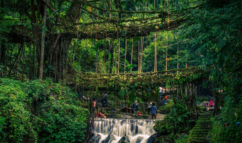 Living Root Bridges