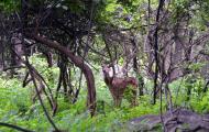 Balpakram National Park