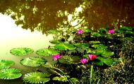 Tasek Lake 