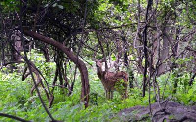 BALPAKRAM NATIONAL PARK 