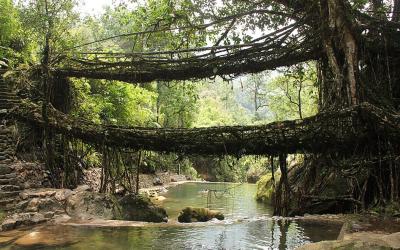 Living Root Bridges
