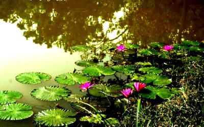 TASEK LAKE East Garo Hills, Songsak