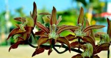 Khonghampat Orchidarium