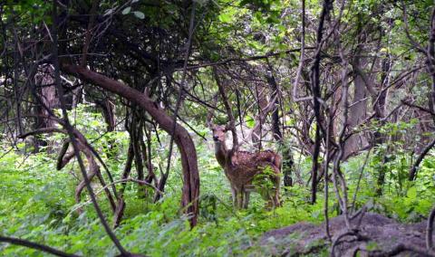 BALPAKRAM NATIONAL PARK 