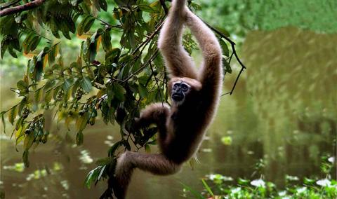 SELBAGRE HOOLOCK GIBBON RESERVE Garo Hills, Meghalaya