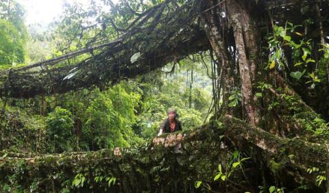 Root bridge