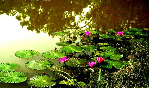 TASEK LAKE East Garo Hills, Songsak