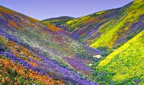 Dzükou Valley