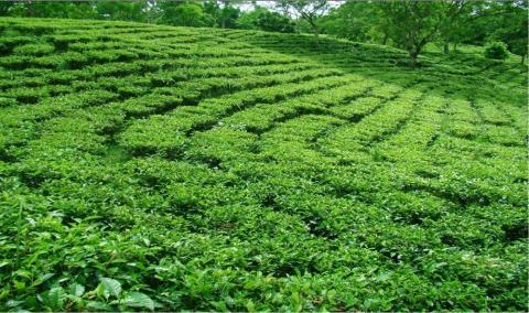 Durgabari Tea Garden