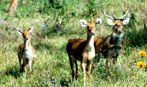 Keibul Lamjao National Park