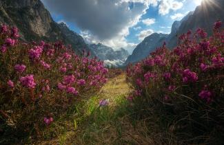 Dzukou  valley flower