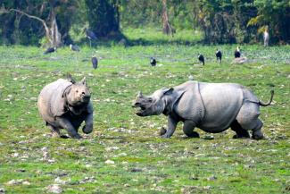 rhino kaziranga