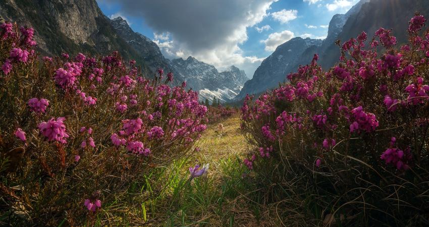 Dzukou  valley flower