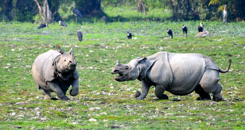 rhino kaziranga