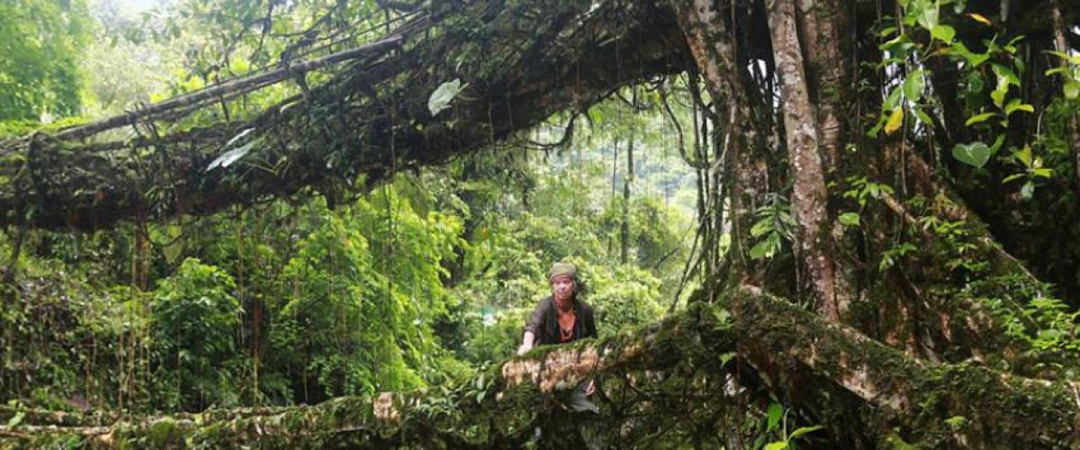 Root bridge