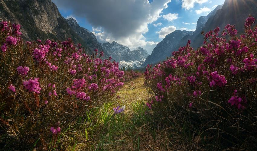 Dzukou  valley flower