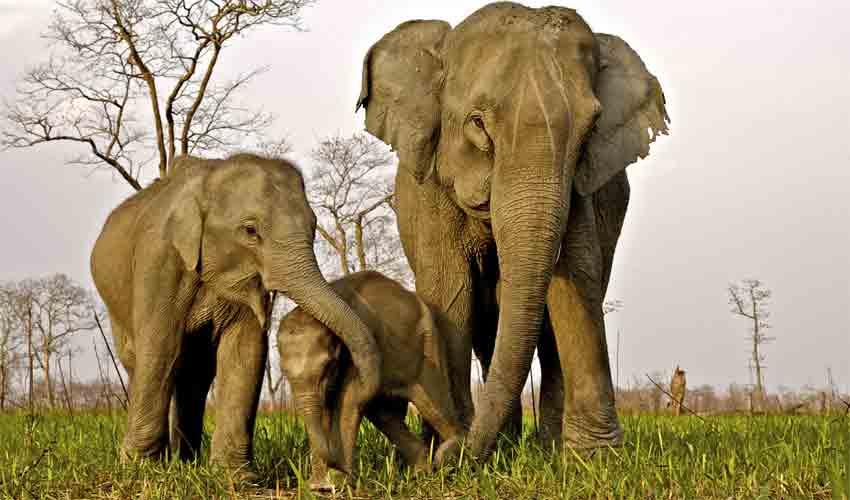 Kaziranga National Park | The Northeast Tourism Portal