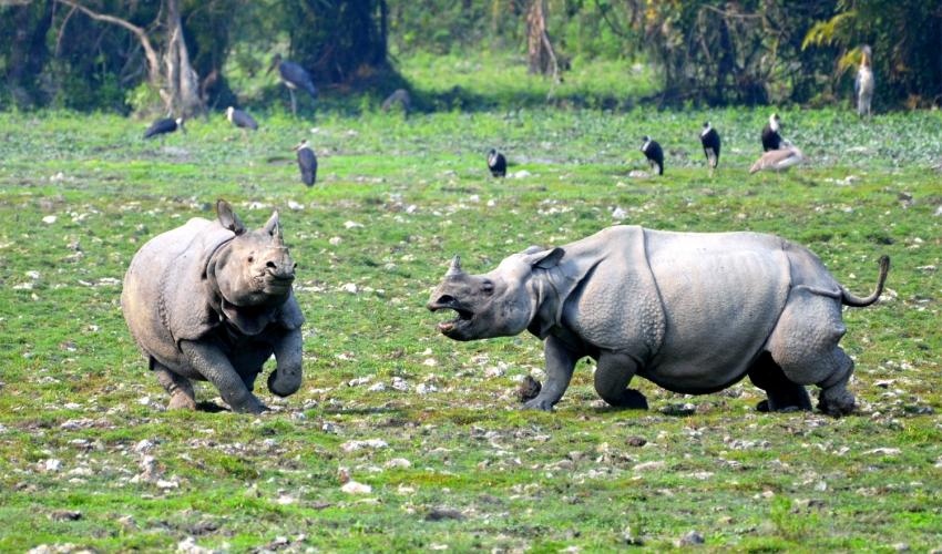 rhino kaziranga