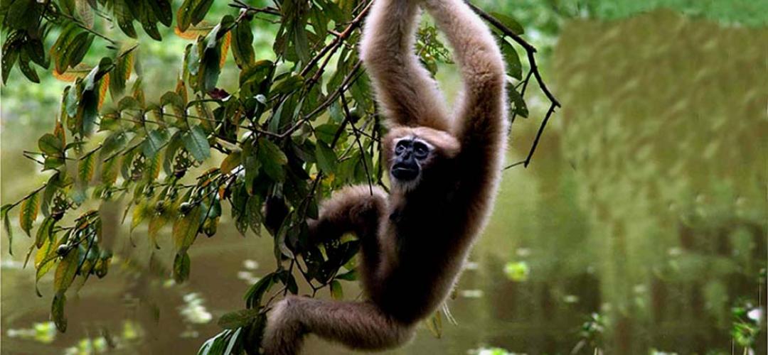 Selbagre Hoolock Gibbon Reserve 