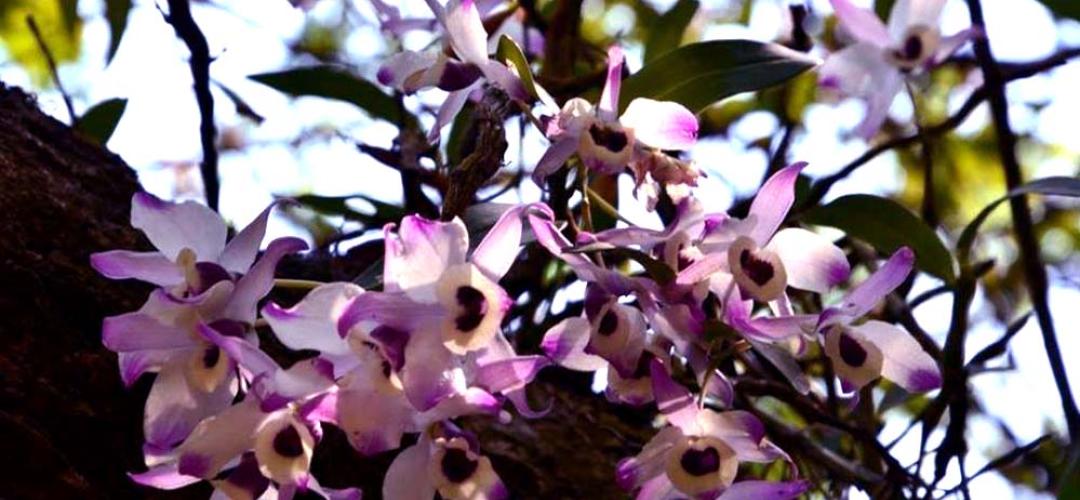 Khonghampat Orchidarium