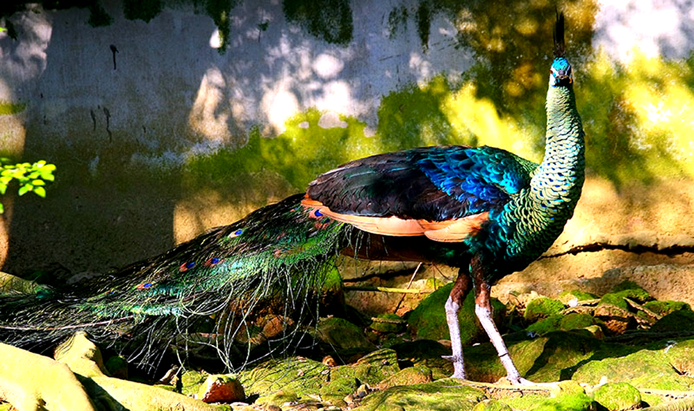 Keibul Lamjao National Park