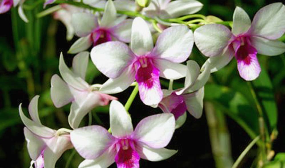 Khonghampat Orchidarium