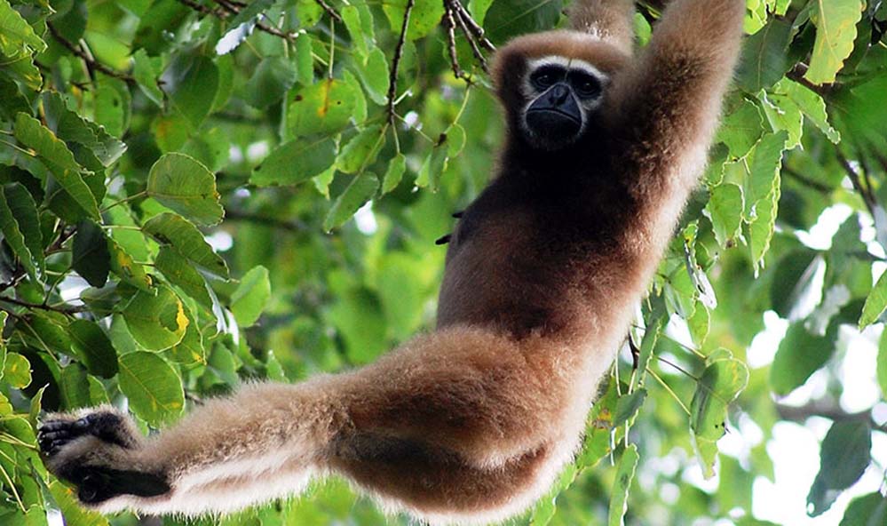 Selbagre Hoolock Gibbon Reserve 