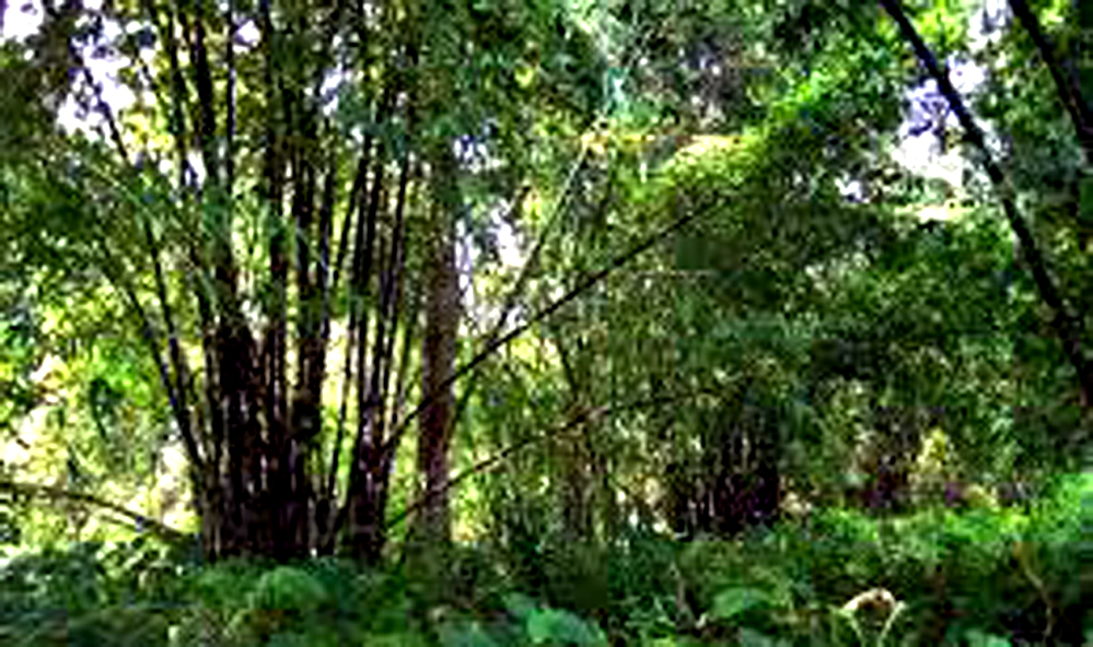 Keibul Lamjao National Park