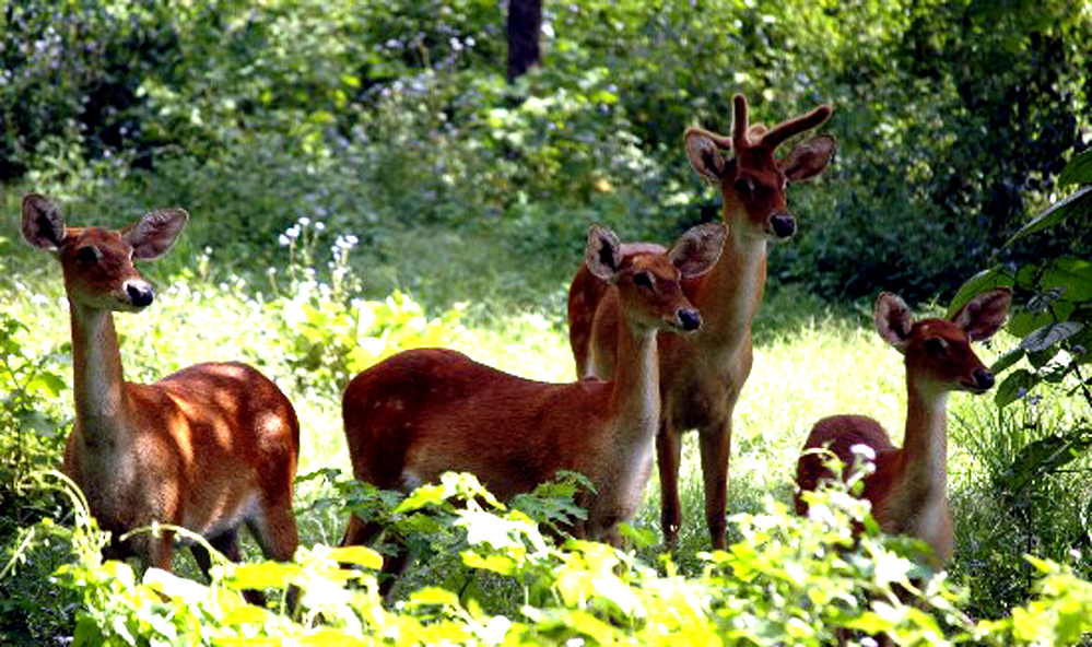 Keibul Lamjao National Park