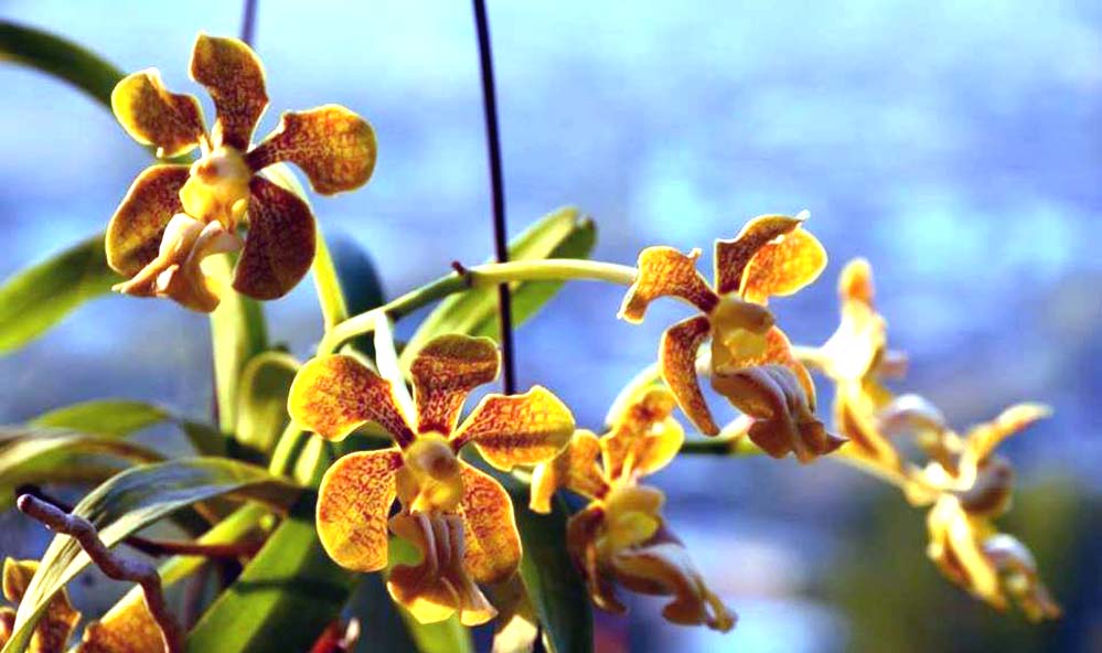 Khonghampat Orchidarium