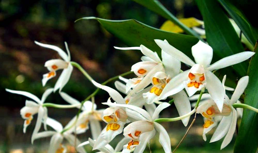 Khonghampat Orchidarium