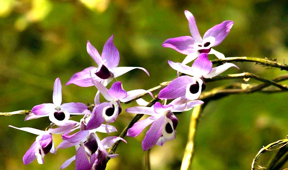 Khonghampat Orchidarium