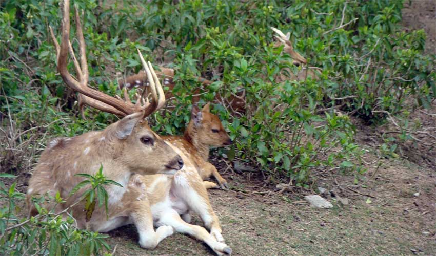 Laokhowa Wildlife Sanctuary 