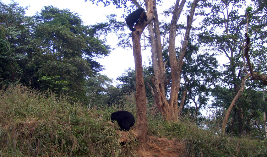 Laokhowa Wildlife Sanctuary 