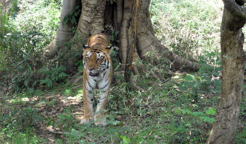 Laokhowa Wildlife Sanctuary 