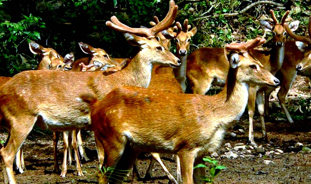 Manipur Zoological Garden