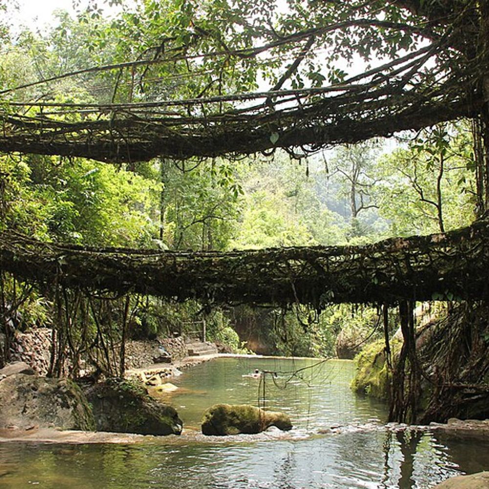 The Living Architecture of Meghalaya: Growing Bridges in the Clouds