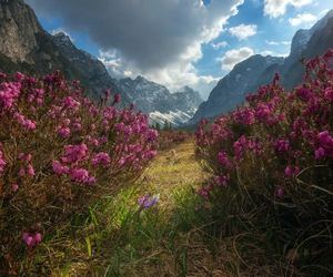 Dzukou Valley: A Tapestry of Green
