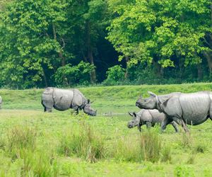 Kaziranga Majuli Tour Package (6D/5N)